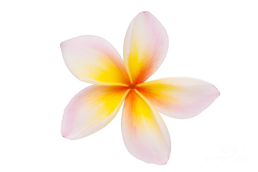 900x600 White Flower Clipart Plumeria