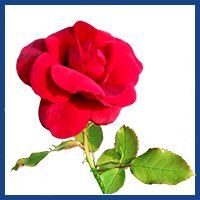 200x200 Free Flower Clipart