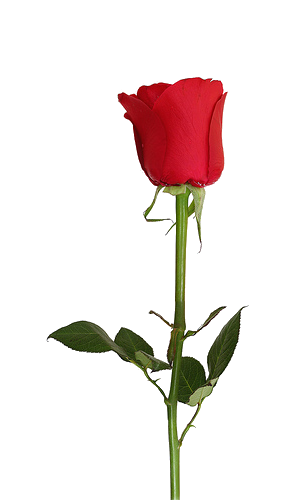 297x500 Graphics For Rose Transparent Background Graphics Www