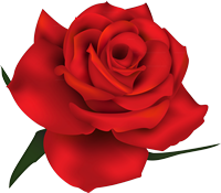 200x175 Rose Clipart With Transparent Background ( Psd Png Download )