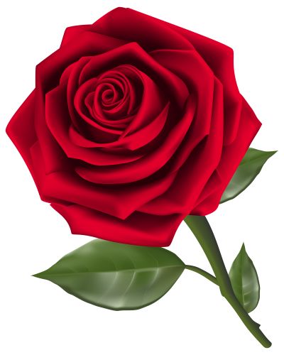 Rose Clipart Vector