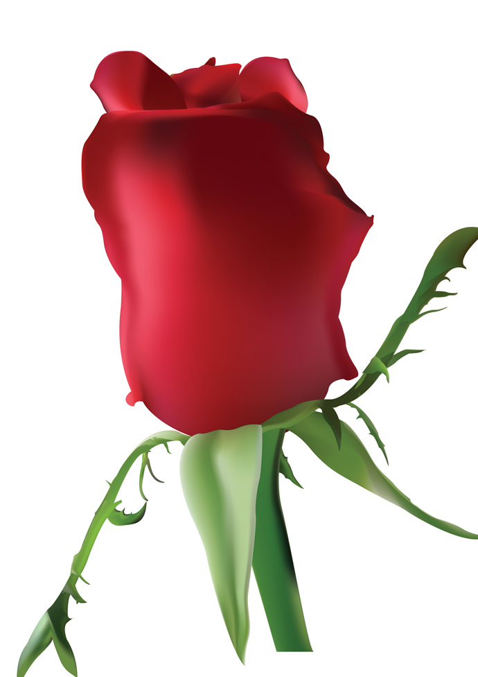 690x976 Rose Clipart One