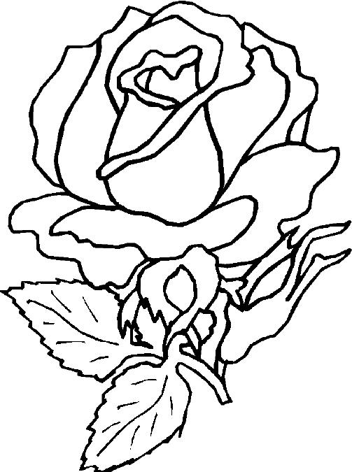 503x675 Flower Of Rose Coloring Pages