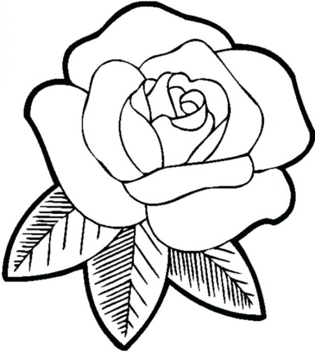 618x690 Coloring Pages Captivating Rose Color Pages. Free Online Rose