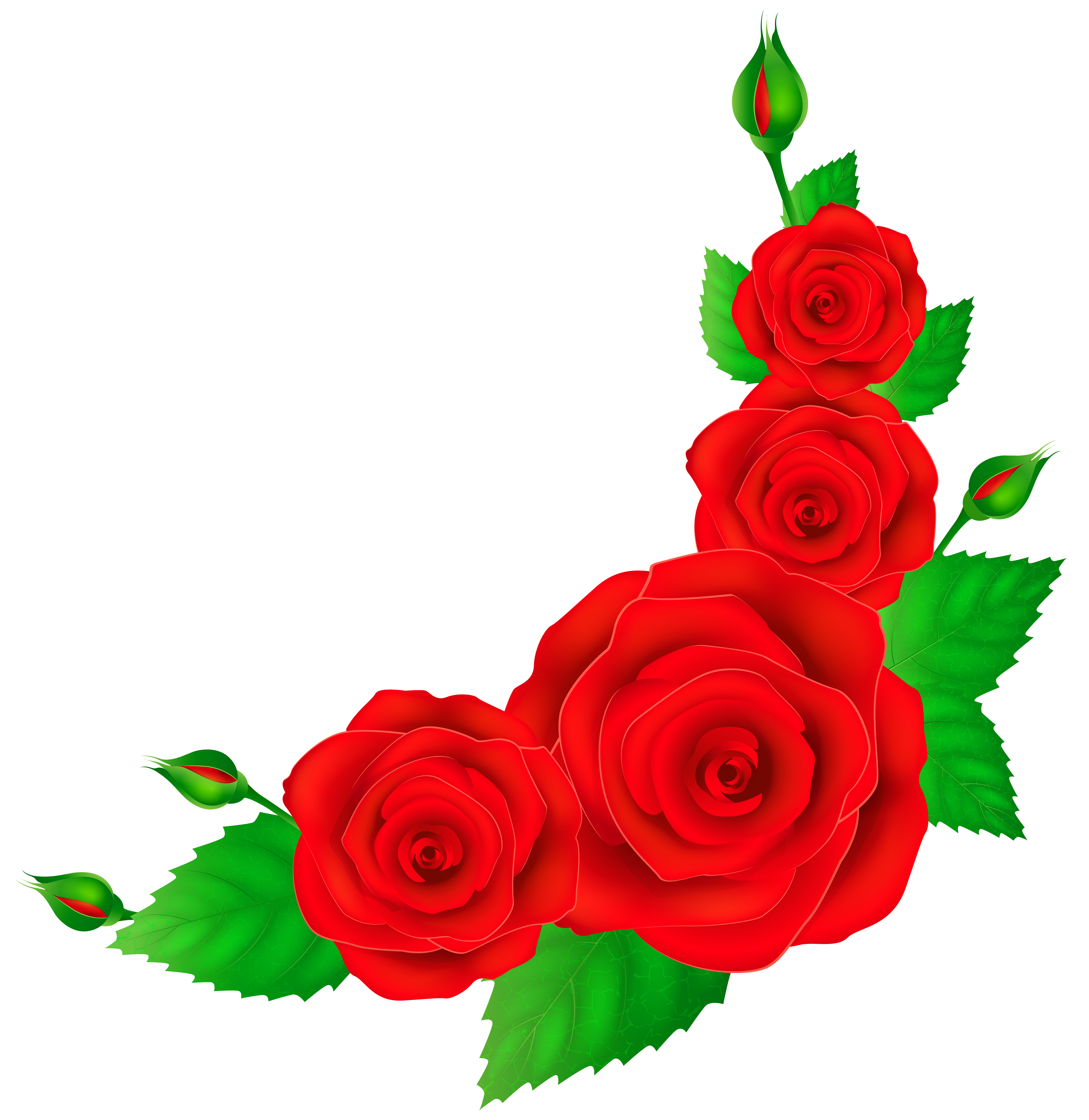 5518x5674 Red Roses Corner Png Clip Art Imageu200b Gallery Yopriceville