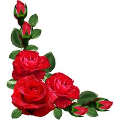 236x236 Red Roses Transparent Png Clipart Kvety Red Roses
