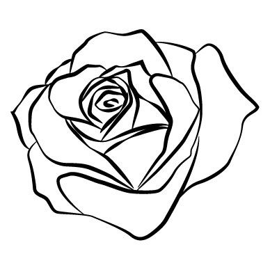 388x388 15 Best Rose Images Draw, Drawings And Watercolor