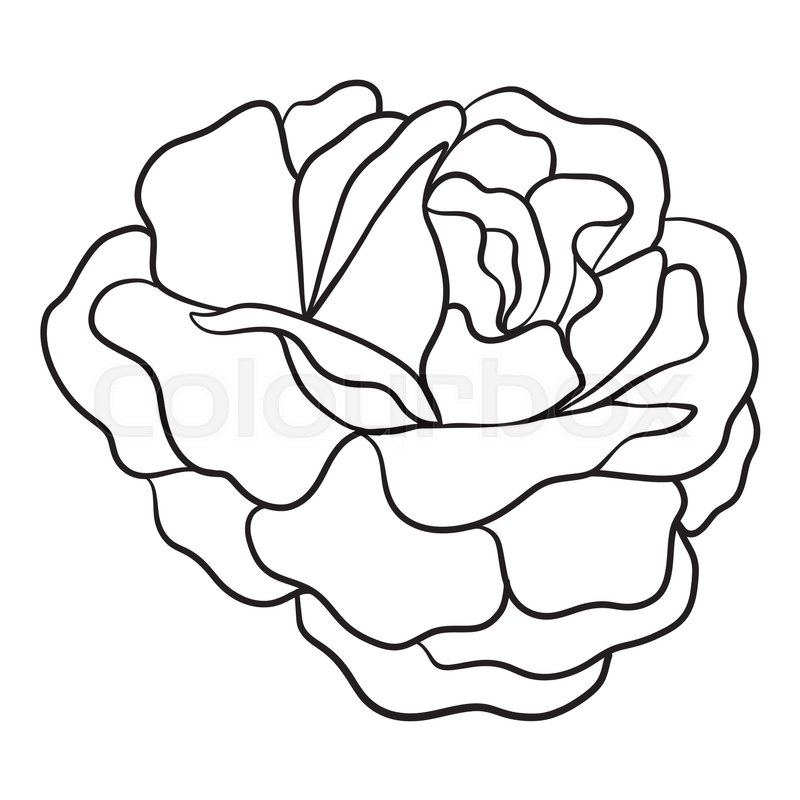 800x800 Isolated Rose. Outline Drawing. Stock Line Vector Illustration