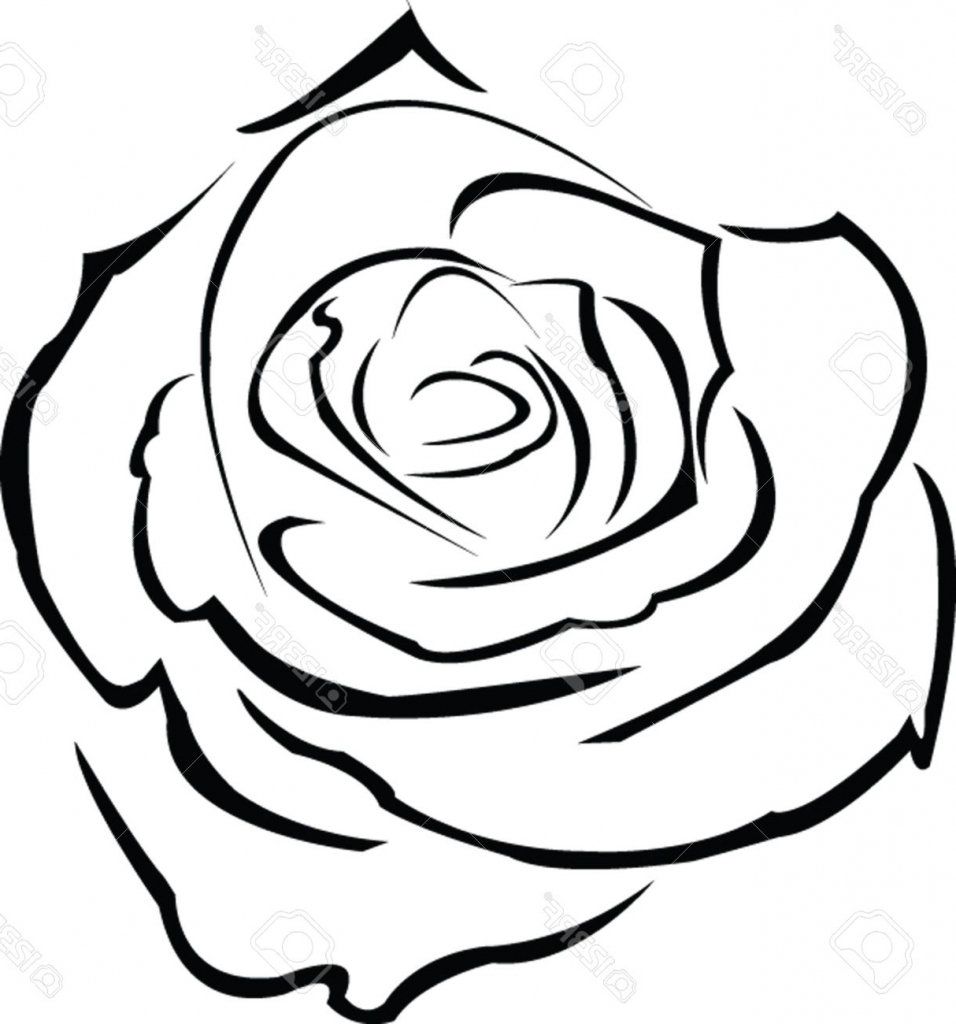 956x1024 Rose Flower Outline Drawing