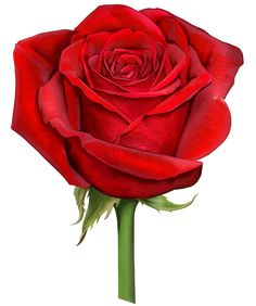 236x282 Single Red Rose Png Clipart Image Roses Single Red