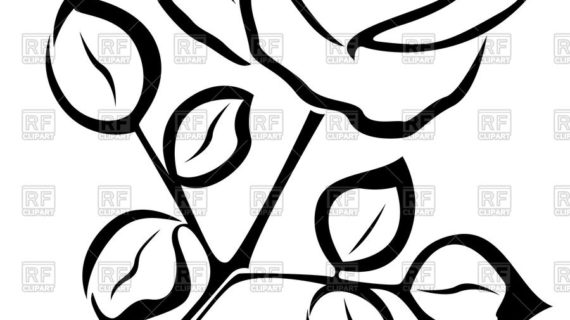 570x320 Rose Flower Outline Drawing Eletragesi Easy Flower Drawing Outline