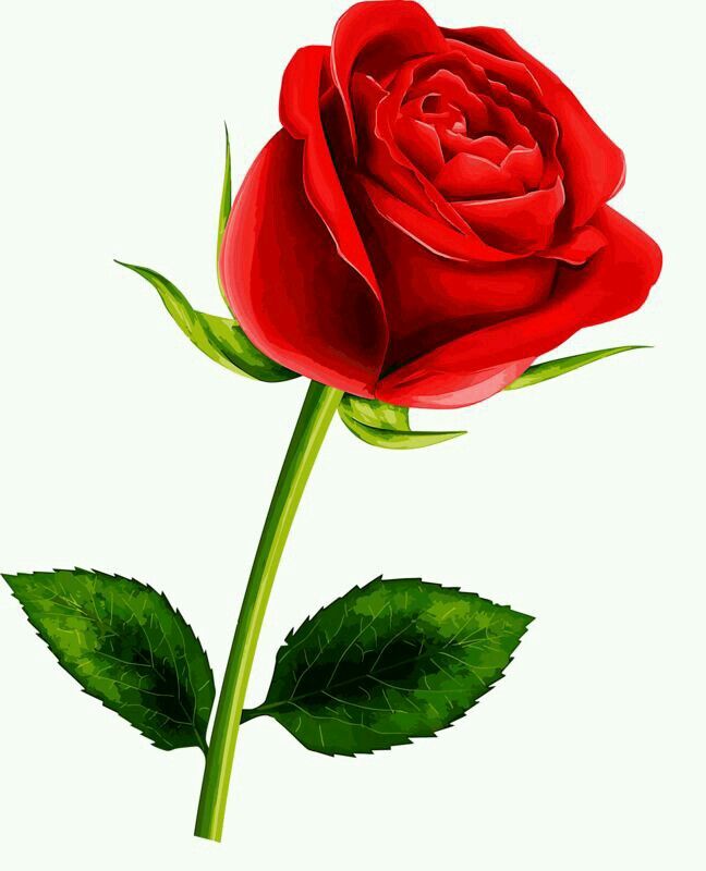 Rose Flower Images Clipart