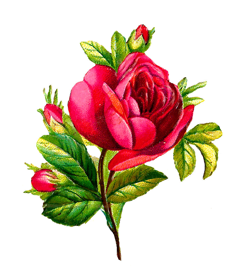 Rose Flower Images Clipart | Free download on ClipArtMag