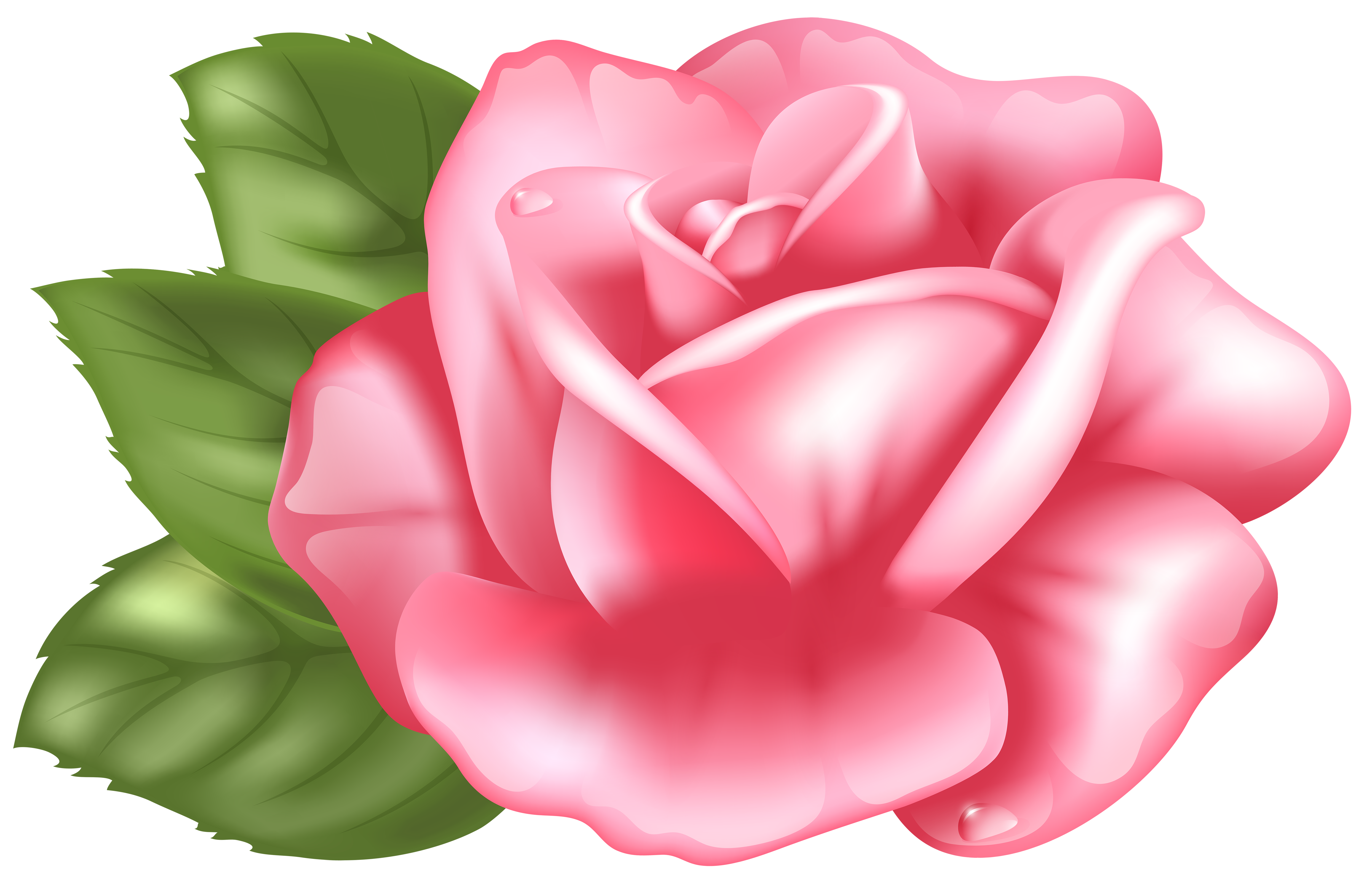 6000x3868 Top 78 Pink Rose Clipart
