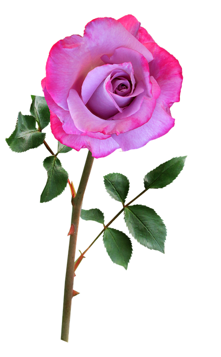 446x720 Free Photo Rose Flower Plant Pink Bloom