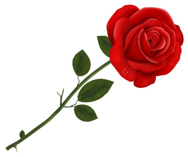 600x502 98 Best Roses Images Pictures And Knob