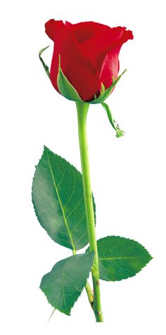 236x476 Red Rose Png Transparent Clip Art Image Santa Barbara