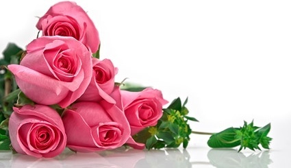 425x245 Rose Flowers Free Stock Photos Download (11,894 Free Stock Photos