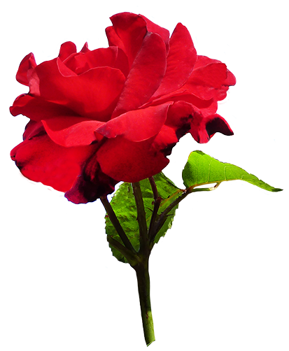 413x502 Roses Rose Clipart 2