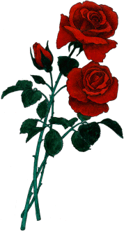 178x331 Single Rose Border Clipart