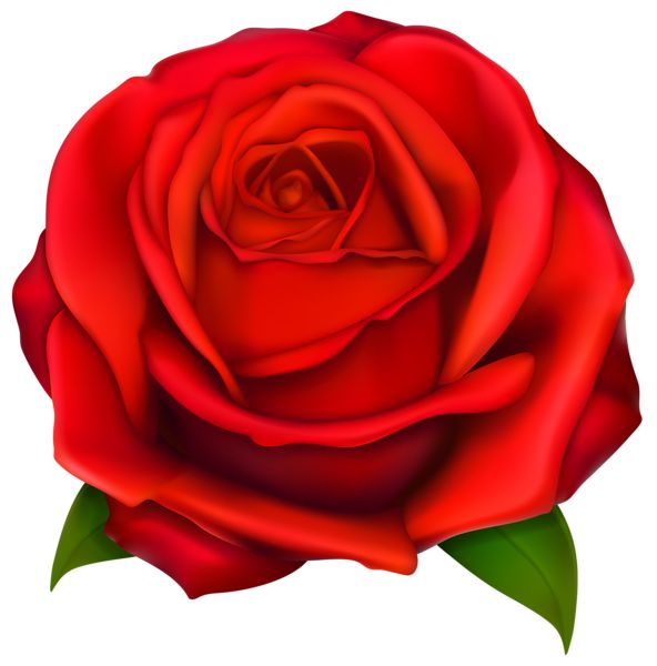 592x600 Best Red Rose Pictures Ideas Red Roses, Dark