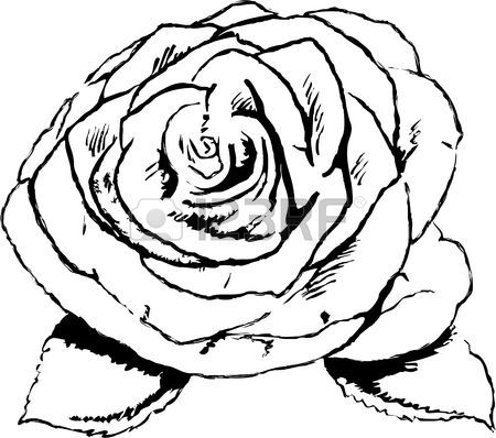 450x398 Rough Sketchy Drawing Style Illustration Of A Rose Flower Stock
