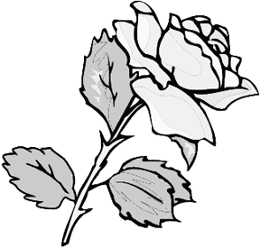 288x275 Drawings Roses