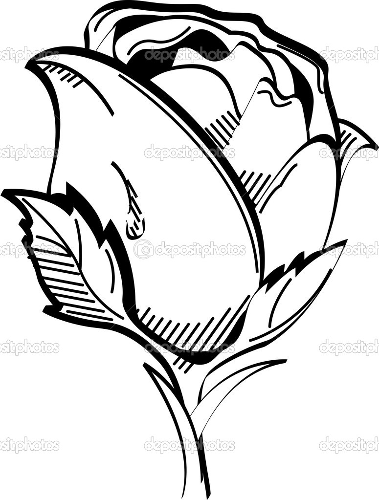 775x1023 Single White Rose Clipart