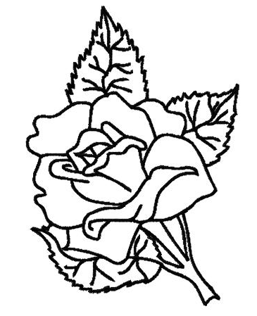 365x449 Best Rose Outline