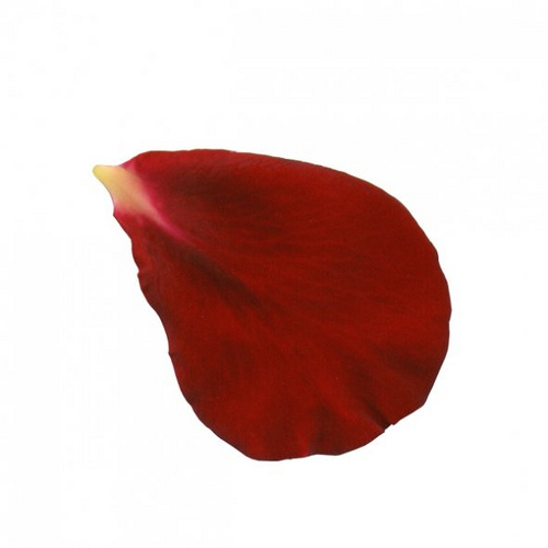 500x500 Rose Petals Clipart