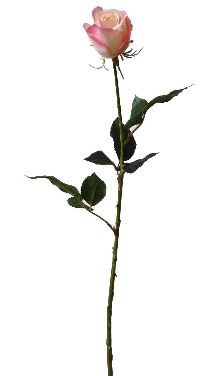 896x1550 Pink Rose With Stem Png Freespywarefixescom