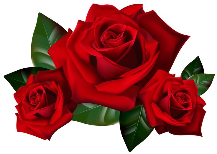 736x523 Red Rose Vector Clipart