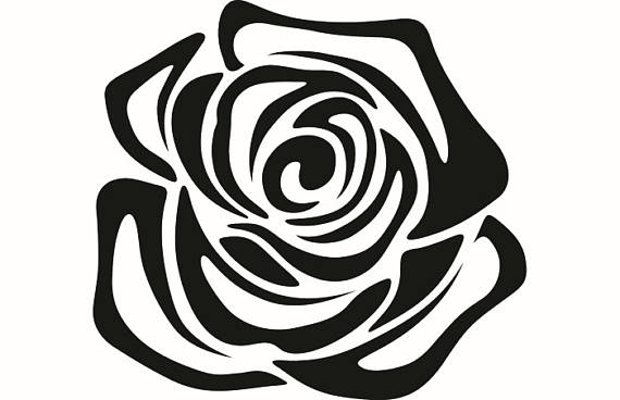 570x368 Rose