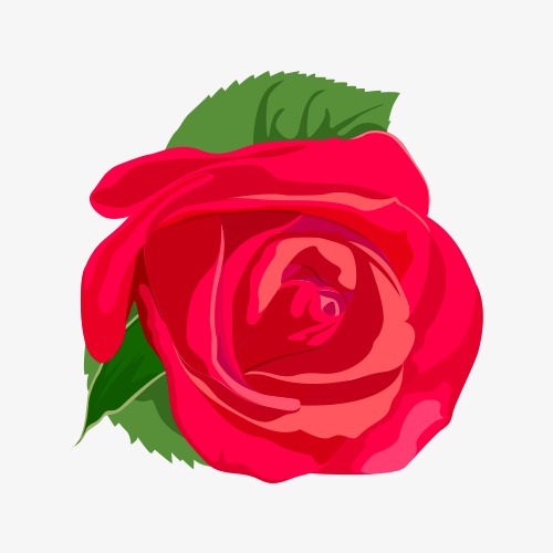 500x500 Red Rose Vector, Flowers, Green, Vector Png And Vector For Free