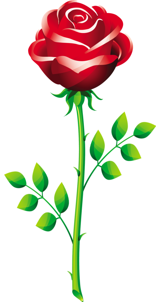 531x1024 Rose Vector 5 An Images Hub