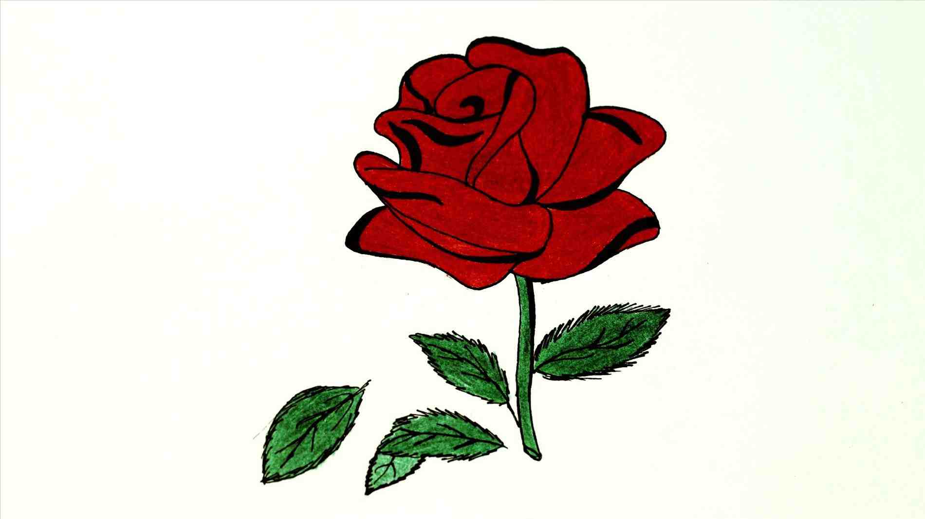 1900x1066 Red Rose With Vine Drawing
