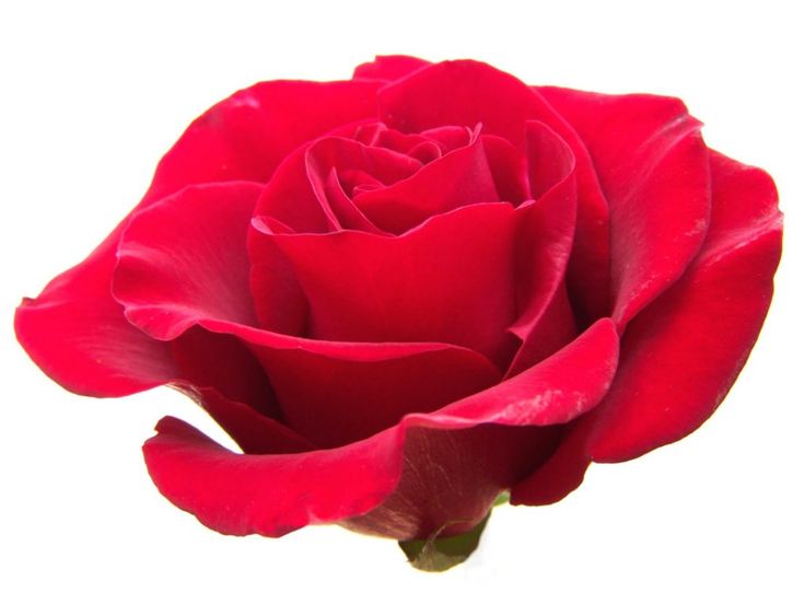 736x552 Petal Clipart Dead Rose