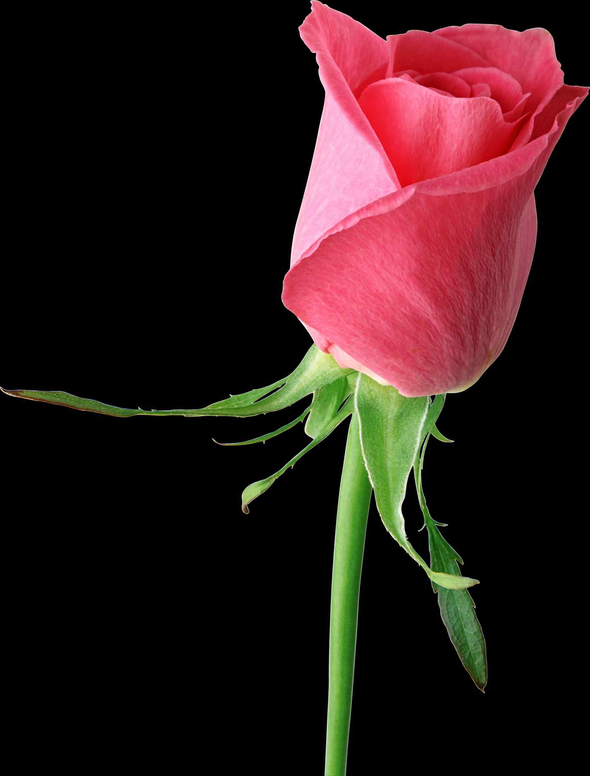 1900x2501 Rose With Thorns Clipart Freespywarefixescom