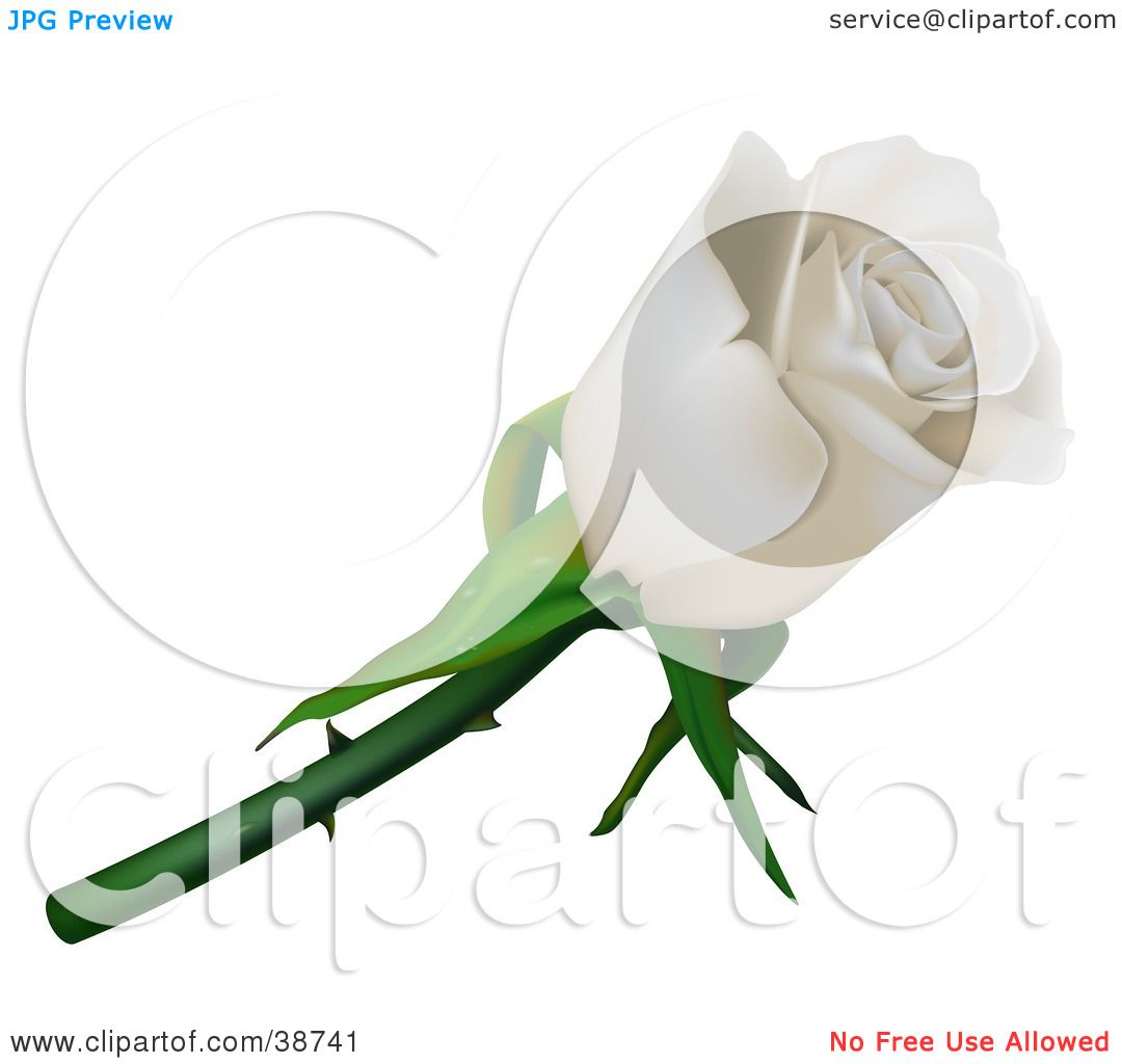1080x1024 White Rose Clipart Thorn Clipart