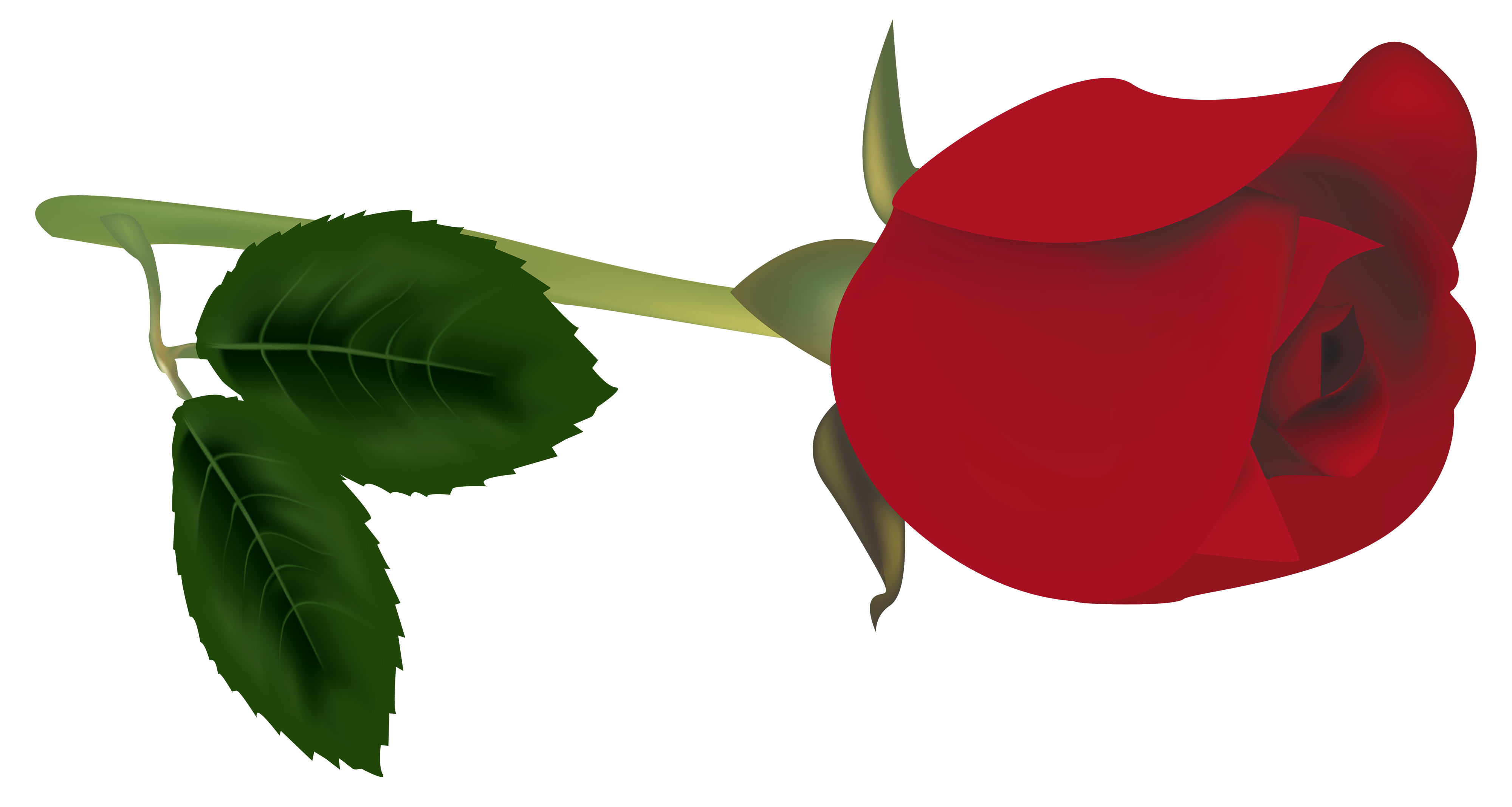 4000x2136 Bud Clipart Red Rose