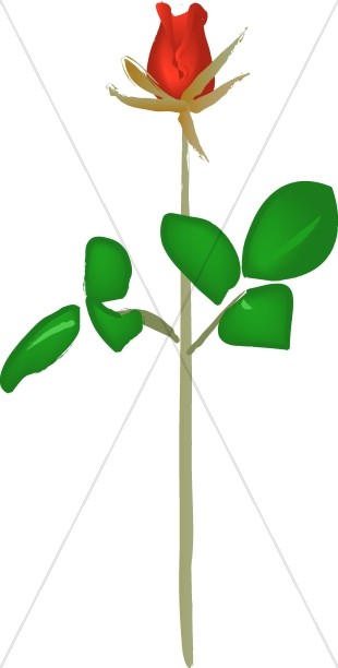 310x612 Church Rose Clipart, Rose Of Sharon Clipart