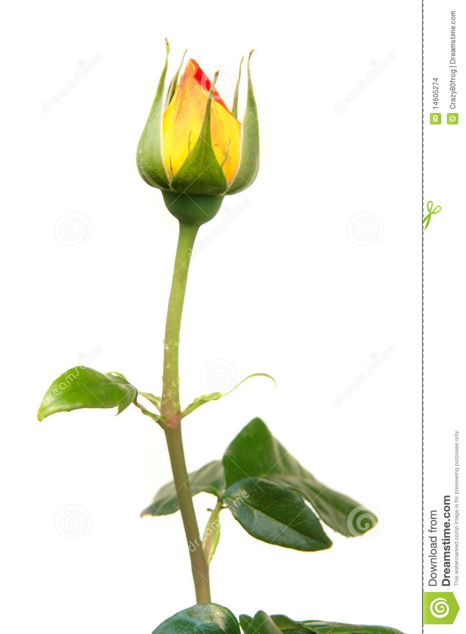 957x1300 Clip Art Rose Bud Clip Art