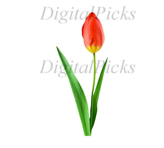 570x515 Flower Buds Clipart