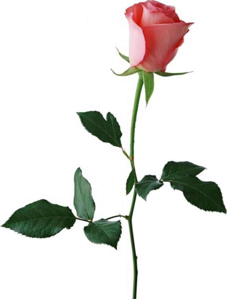 778x1024 Rosebuds Clipart