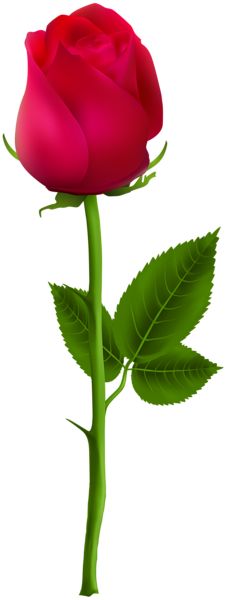 228x600 Stem Red Rose Bud Png Clipart Kwiaty Rose Buds