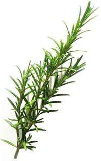200x319 Rosmarinus Clipart