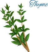 155x170 Thyme Clip Art
