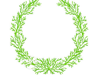 340x270 Whitecoral Style 1 On Transparent Background Original Art