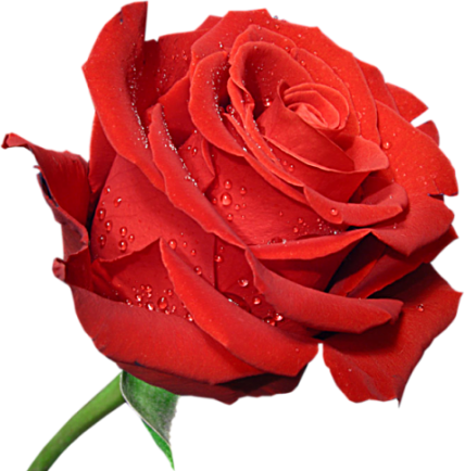 428x434 Image Of Rose Clipart