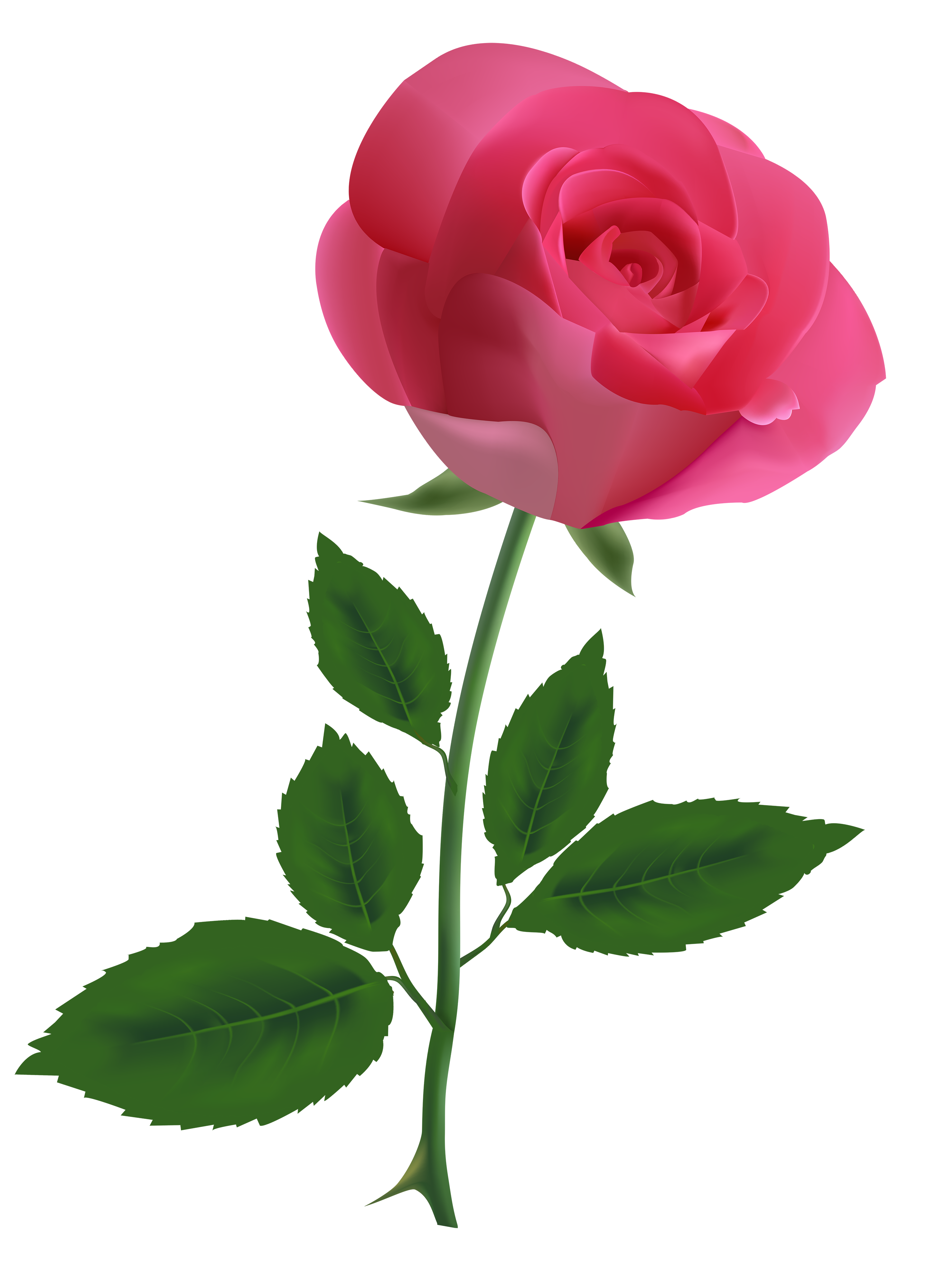 2880x4000 Pink Rose Clipart Png Image